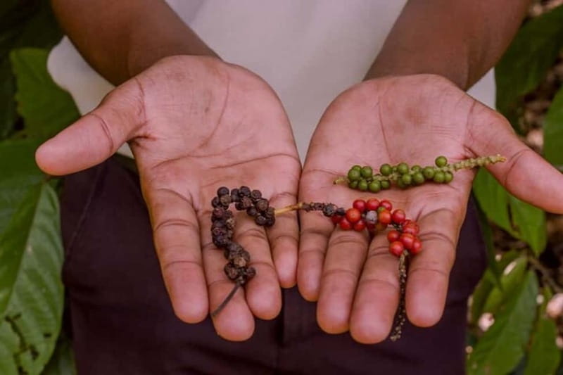 ZANZIBAR: Dolphins tour, Baraka Aquarium & Spice farm - Baraka Aquarium: Up Close with Marine Life