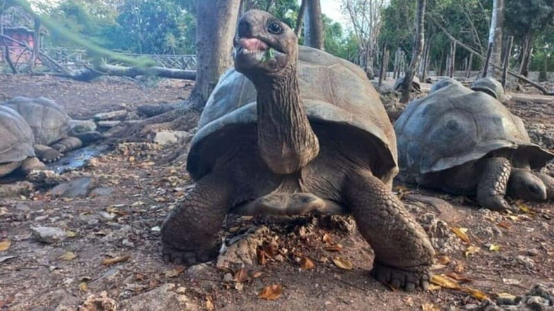 Zanzibar: Prison Island, Spice Farm Tour & Jozani with Lunch - Starting with Prison Island: History and Tortoise Encounters