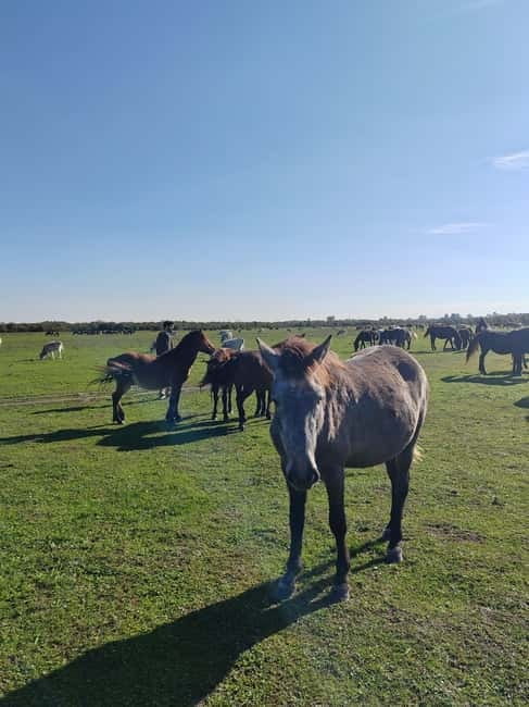 Zasavica Safari Tour - The Boat Ride: A Fairytale Moment