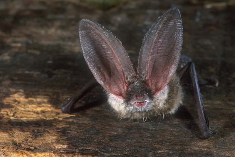 Zeeland: Guided Bos en Duin Safari NL/DE - Price, Logistics, and Value