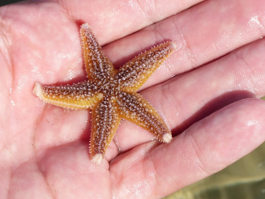 Zeeland Zeehonden strand safari NL/DE - Final Thoughts: A Small Adventure with Big Rewards