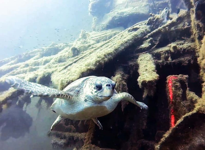 Zenobia Wreck: Private Guided Dive - What to Expect from Your Guided Private Dive