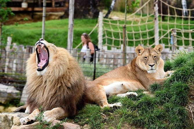 Zoo Of Beauval - Private Trip - Price and Value: Is It Worth It?