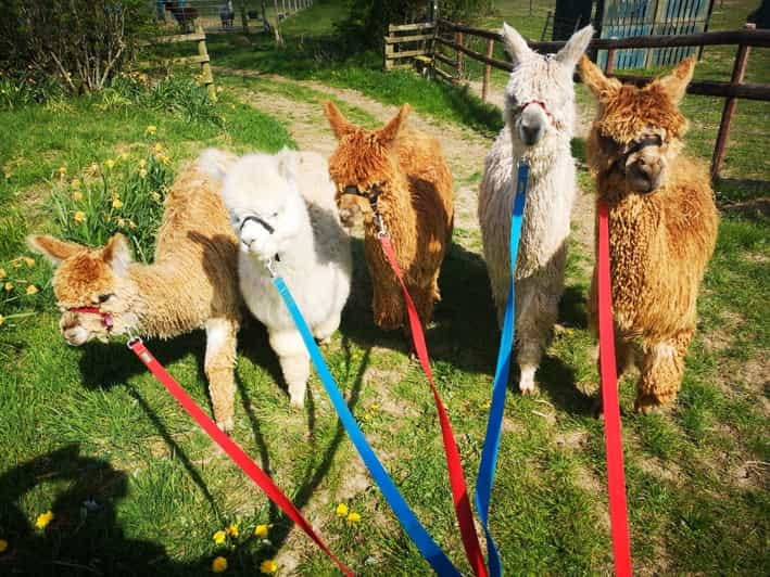 Brackenfield: Alpaca Trek - Exploring the Alpaca Trek: The Practical Details