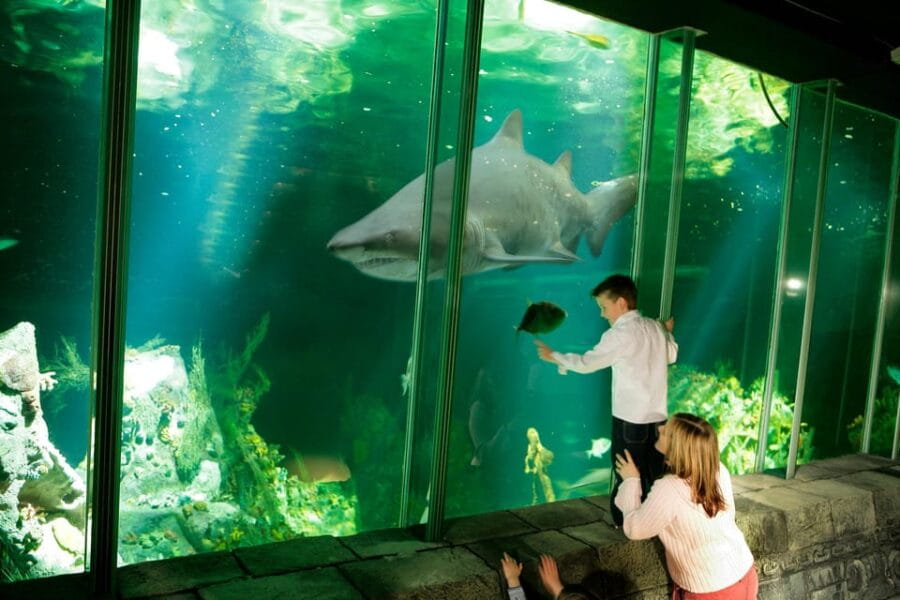 Dingle: Oceanworld Aquarium Admission Ticket - The Practicalities: Price, Accessibility, and Tips