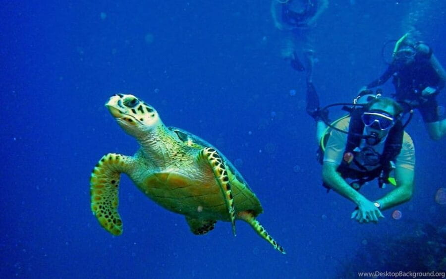 Diving Tour from Alanya & Side with Lunch - 2 Dives Included - The Sum Up: Who Is This Tour Best For?