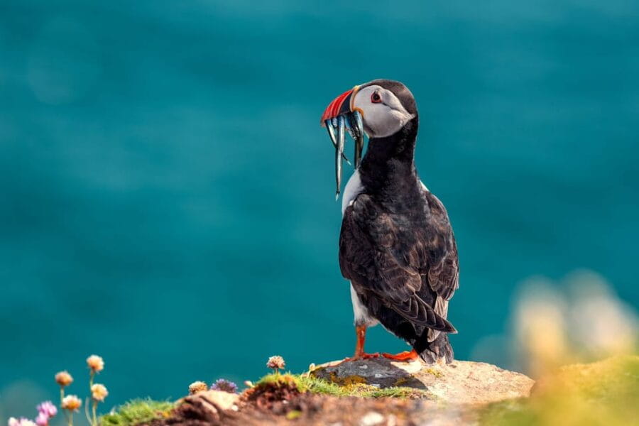 Dublin: Ferry from Howth to Ireland's Eye island - The Historic Martello Tower — A Window to the Past