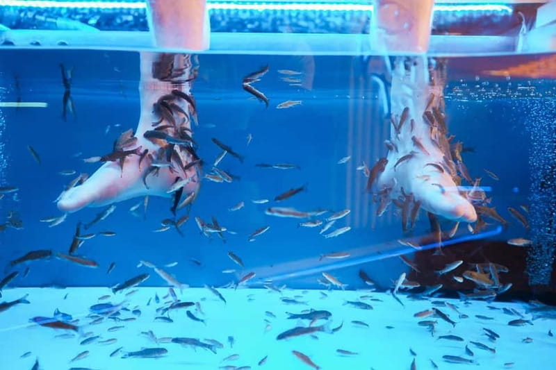 Fish Spa Experience - What Makes the Fish Spa Unique?