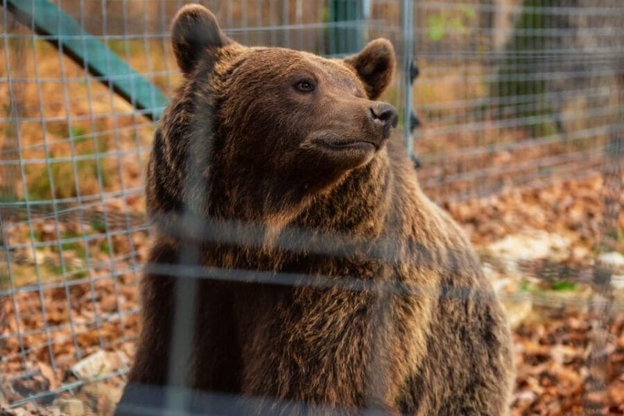 From Bucharest: Dracula's Castle & Bear Sanctuary Adventure - Exploring the Sanctuary: A Shelter for Rescued Bears