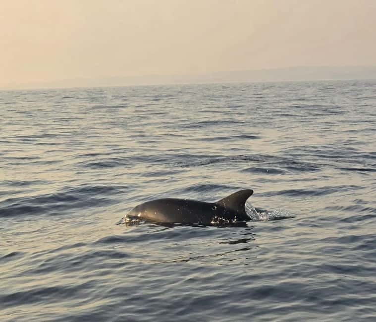 From Fazana Dolphin watching at sunset from a speedboat - Practical Aspects: Price, Logistics, and Who Its For