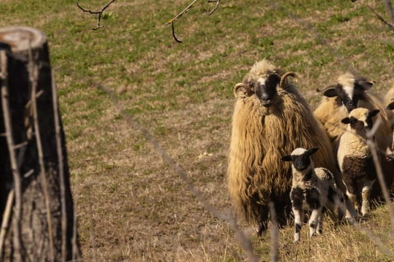 From Sighisoara: City Tour Sibiu with UNESCO - Practical Details and Value