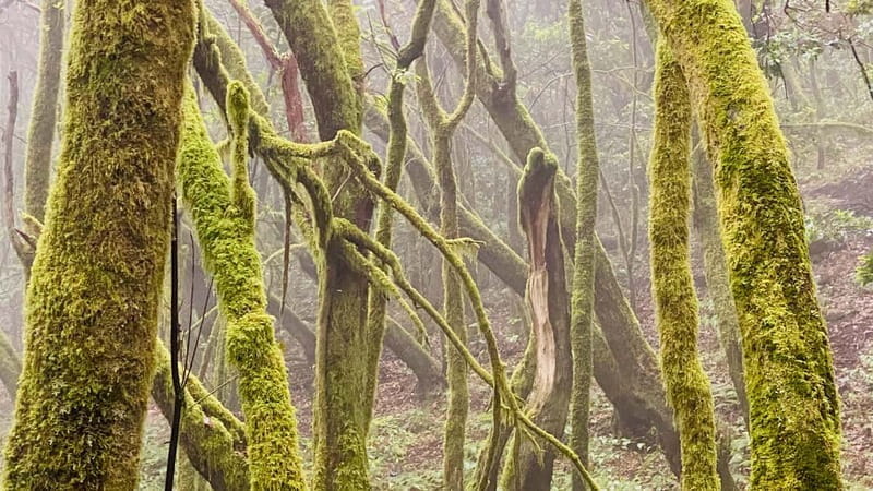 From Tenerife South: La Gomera Full-Day Trip with Transfers - Who Is This Tour Perfect For?