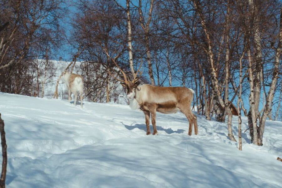 From Tromsø: Daytime Reindeer Sledding at Camp Tamok - The Logistics: Getting There and What to Expect