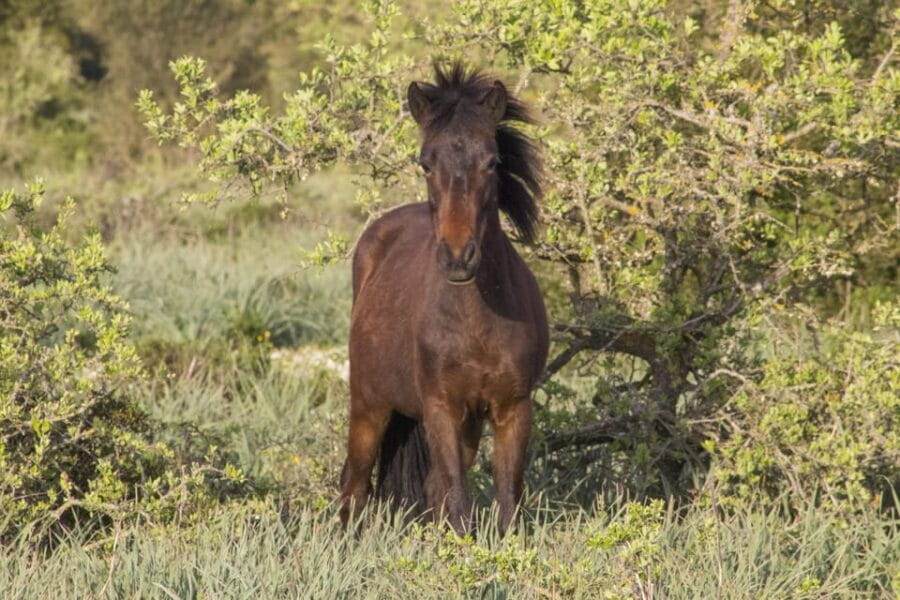 Genoni Museum and Giara Combined ticket - The Civic Museum of the Giara Horse: Living History