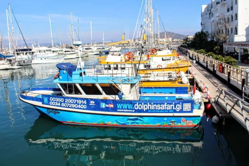Gibraltar: Dolphin Watching Boat Tour V.I.P - Practical Tips for Your Dolphin Tour