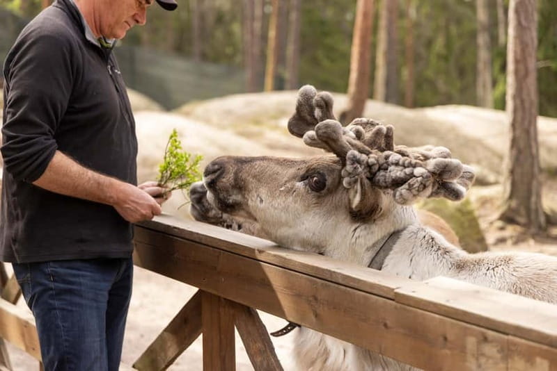 Helsinki: Reindeer Park visit and Buggy Adventure - Who Will Love This Tour?