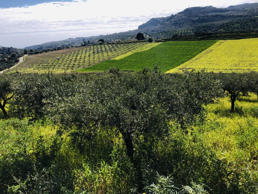Horseback riding through the olive groves of Sciacca - What to Expect During the Ride