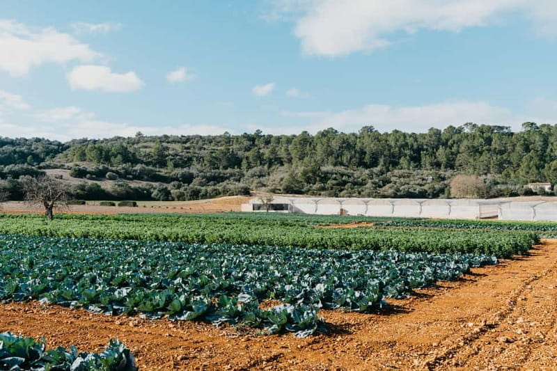 Hort de Sa Vall: Guided tour of the crops and outdoor dinner - Final Thoughts: Who Will Love Hort de Sa Vall?