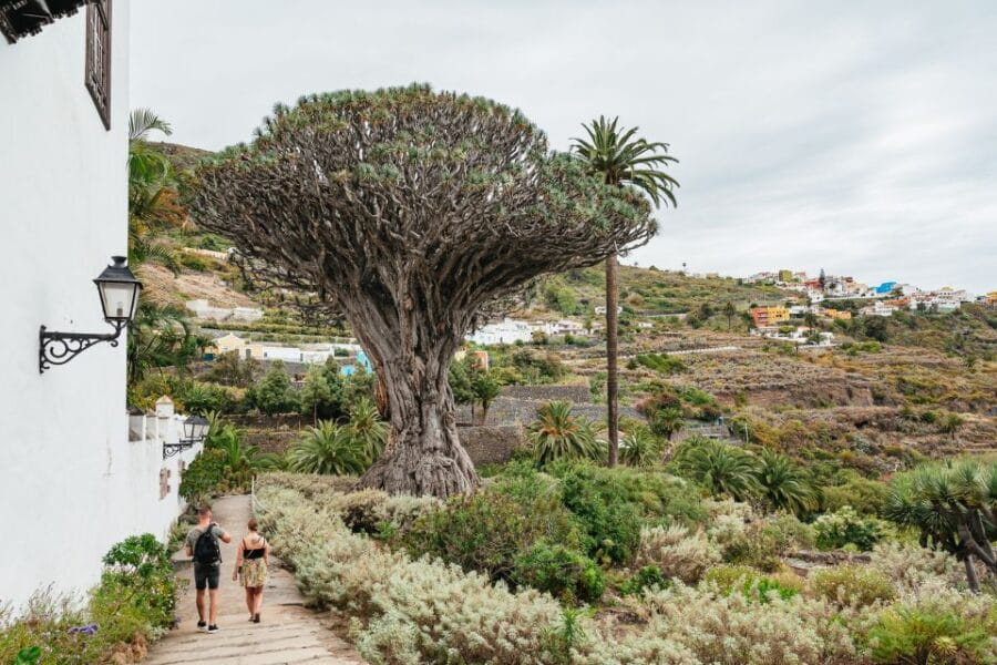 Icod de los Vinos: Dragon Tree & Botanical Garden Ticket - Exploring the Botanical Garden: A Living Museum