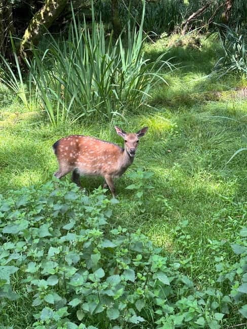 Killarney National Park Tour - The Tour Itself: What You Can Expect