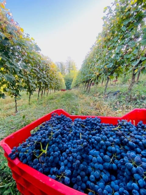 Langhe Wine tour with a Winemaker - Entering the Heart of Piedmont’s Winemaking