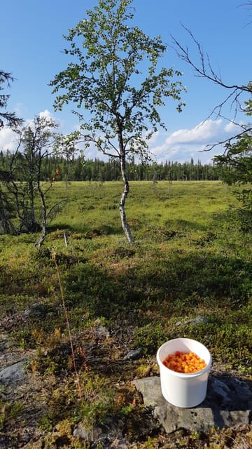 Levi: Berry Picking - Superfoods from Nature - Who Will Love This Tour?