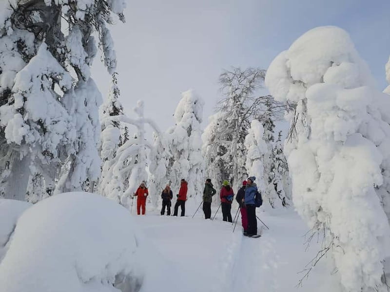Levi Lapland: Northern Lights Snowshoeing - Who Is This Tour Best For?