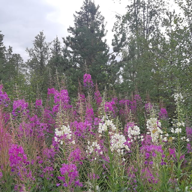 Levi: Nature Walk with Birds, Animals, and Plants - Exploring the Details: What to Expect from the Levi Nature Walk