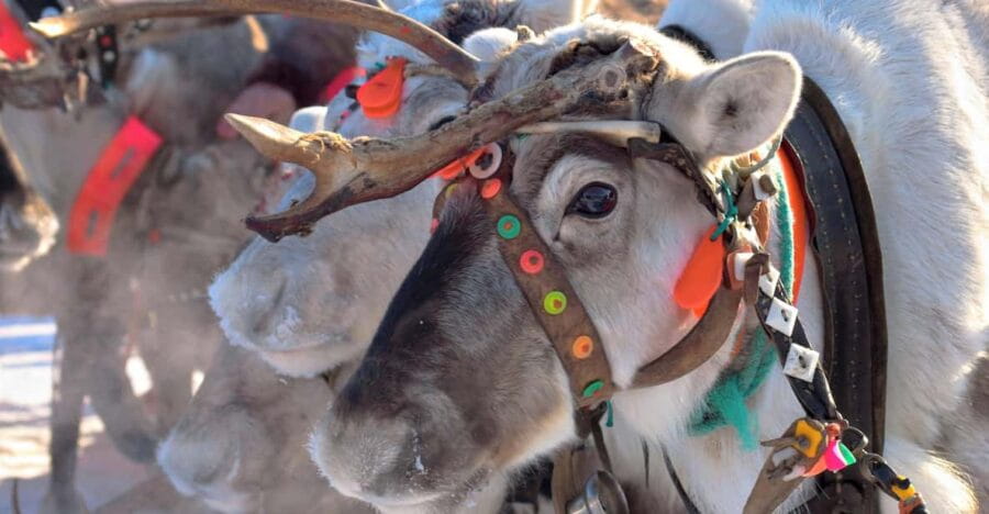 Levi: Reindeer Sleigh Ride Tour in Snowy Forest - Who Will Love This Experience?