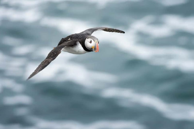 Lofoten: Sea Safari & Sightseeing Adventure by RIB - Who This Tour Is Best For