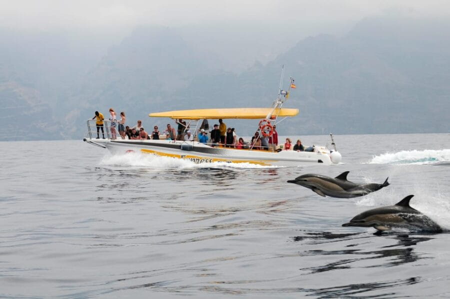 Los Gigantes: Dolphin & Whale Watching Cruise with Swim Stop - Who this experience suits best