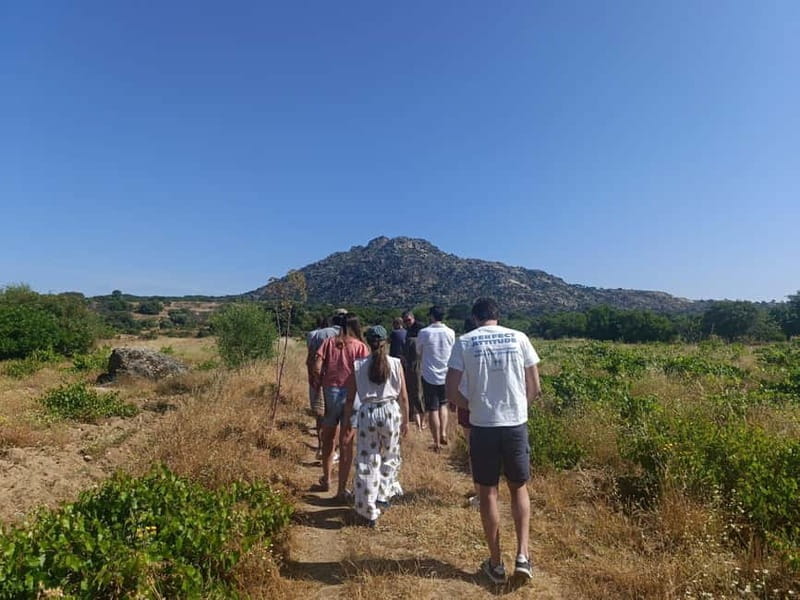 Madrid Winery Tour with Tasting & Sommelier Guide - The Winery Visit and Vineyards