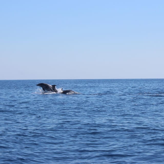 Marsaskala: Dolphin Watching Boat Tour - What to expect during the boat ride
