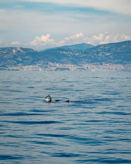 Monaco : Cetacean Watching Boat Cruise - Final Thoughts: Is It Worth It?