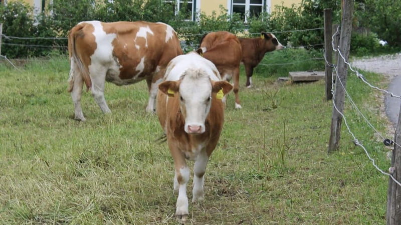 Mondsee: SEGWAY Irrsee tour (2.5 hours) - Discovering the Irrsee with a SEGWAY: A Practical and Fun Adventure