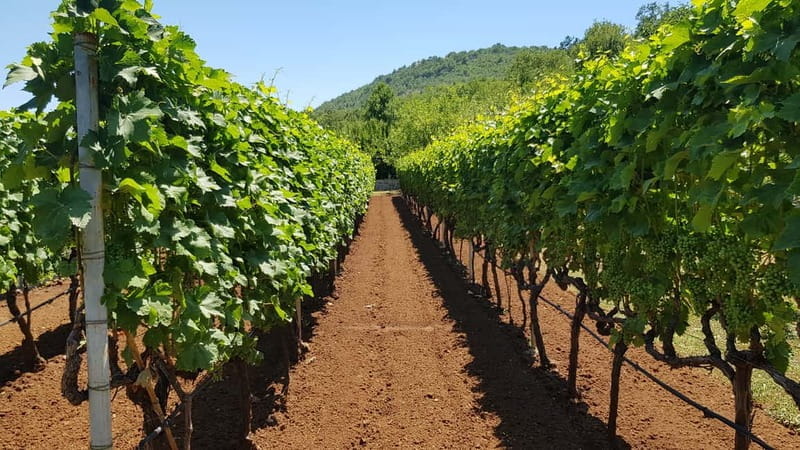 Montenegro: Nature, Locals & Wine Tour - Scenic Drive to Rijeka Crnojevia and the Lake Area