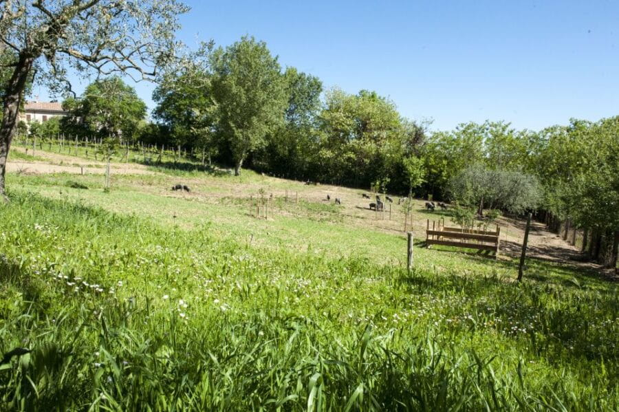 Montepulciano: Cinta Senese Tour With Food Tasting - Who Will Love This Experience?