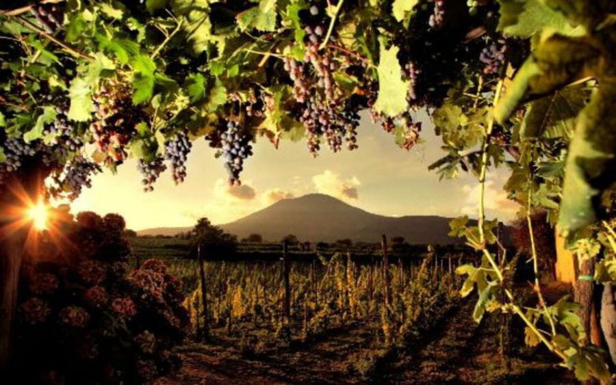 Mount Vesuvius Wine Tasting and Lunch from Pompeii - Walking Among the Vines: An Authentic Vineyard Tour