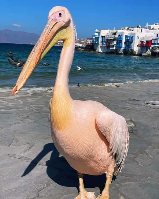 Mykonos Cruise Passenger Exclusive Jeep Tour: Must See in 4h - Who is this tour best for?