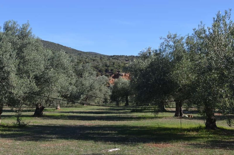 Nafplio: Olive Oil Estate Tour and Tasting - The Light Lunch and Local Flavors