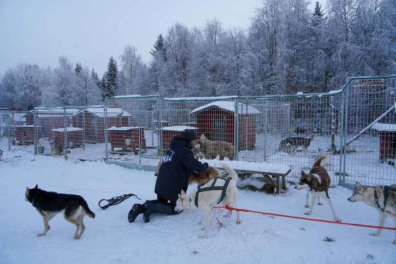 Nulkki Husky Adventure - Price and Logistics