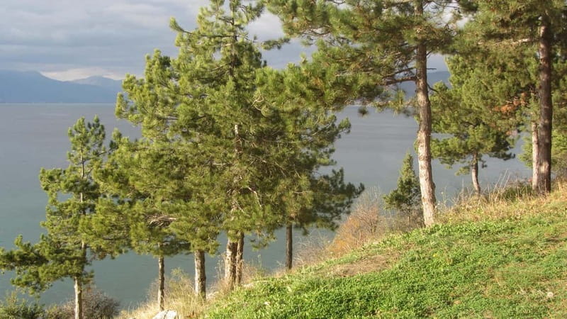 Ohrid: Old Town Bike Rental - Price Analysis and Value