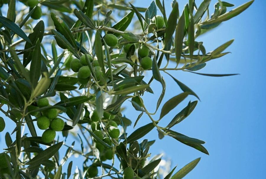 Oil & Wine Tasting - An In-Depth Look at the Experience