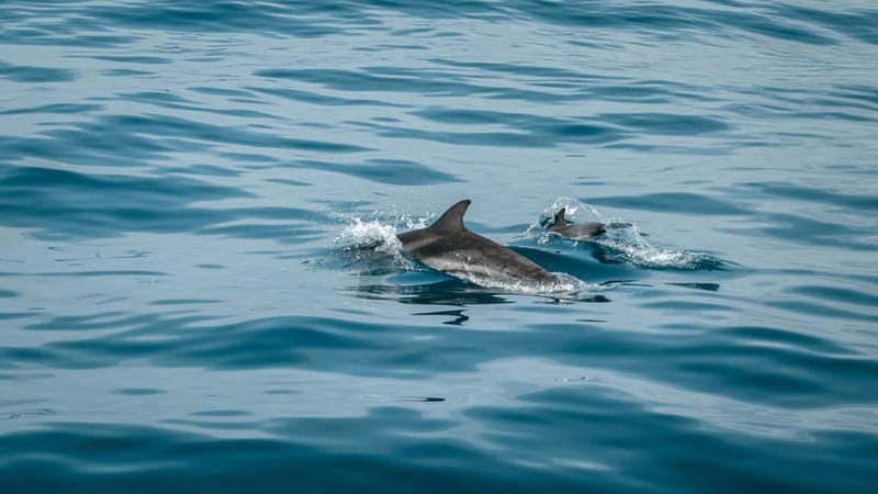 Olbia: Dolphin Watching & Snorkeling Boat Trip - What to Expect During the Tour