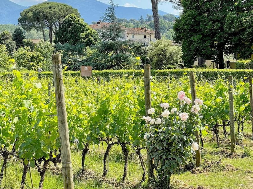 Organic and Biodynamic Winery Tour and Tasting in Lucca - Exploring the Experience in Detail