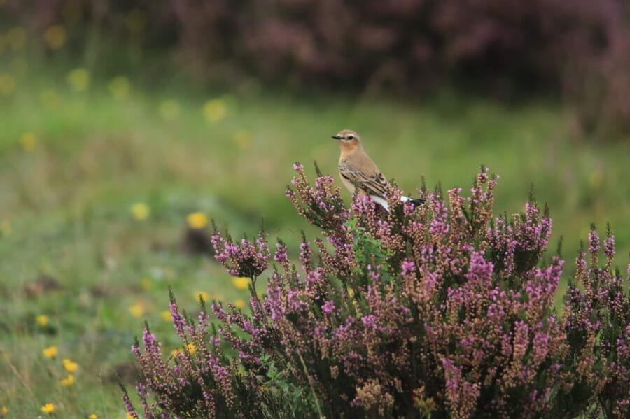 Otterlo: De Hoge Veluwe National Park Entry Ticket - Discovering the Museonder and Nature’s Hidden Layers