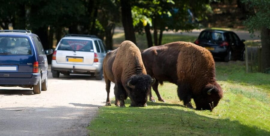Paris: Thoiry Castle and Safari Park Private Tour - Practical Details and Logistics