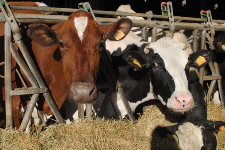 Parma: Traditional Cheese Factory Visit with Tasting - Final Thoughts: Is It Worth It?