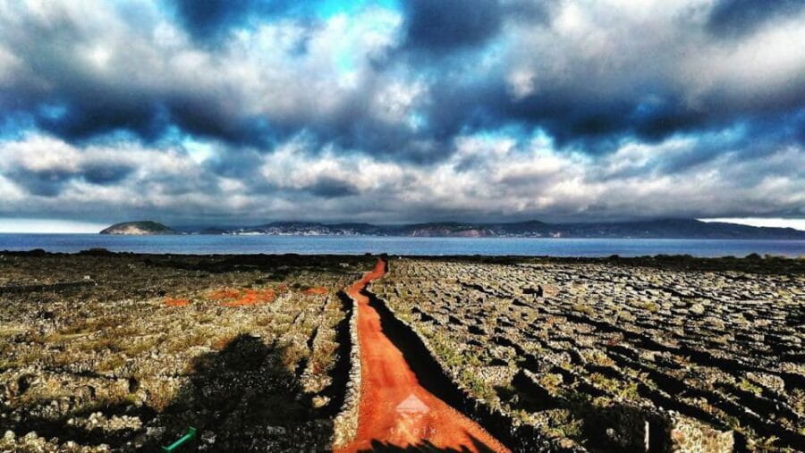 Pico Wine Tour: Get to know Pico's wines - Diving into the Pico Wine Tour Experience