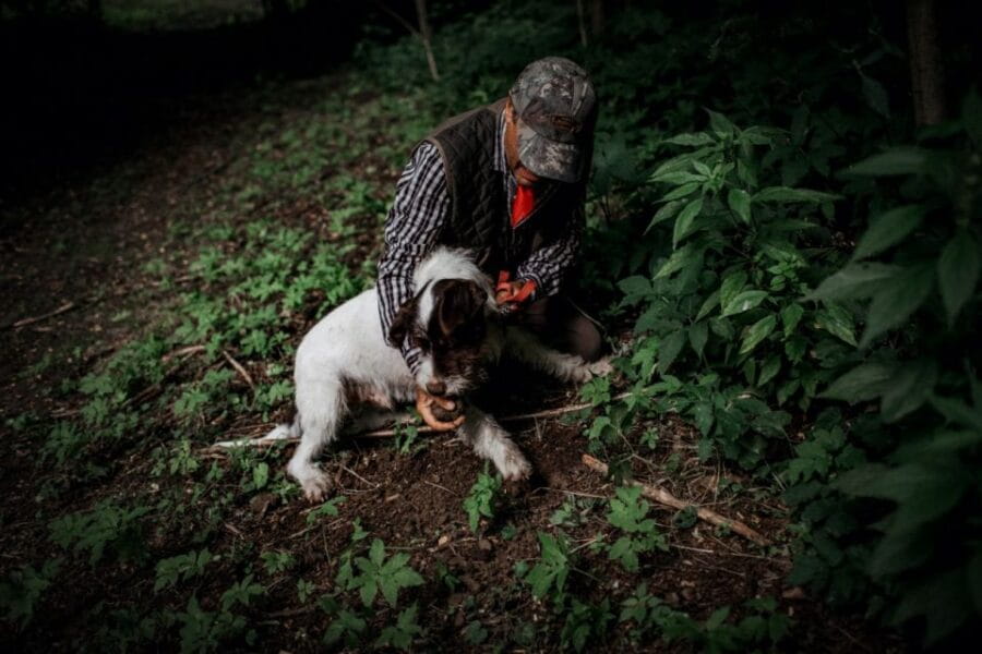 Piedmont: Private Truffle Hunting Tour with Truffle Tasting - Discovering Piedmont’s Hidden Gem: Truffle Hunting with a Local Family